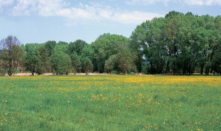 2 Národní pfiírodní památka GEOLOGIE Horninové podloïí je souãástí pestré skupiny moldanubika.