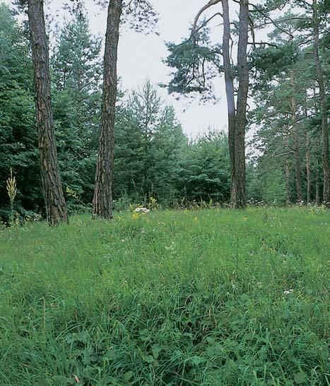 âeskobudûjovicko GEOLOGIE Horninové podloïí je souãástí pestré skupiny moldanubika.
