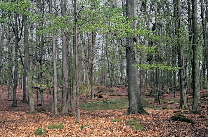 rezervace Sedlická obora Smí en les v jihozápadní ãásti lesního komplexu Sedlické obory,5 km jiïnû od obce Holu ice, 3,5 km v chodojihov chodnû od obce Sedlice.