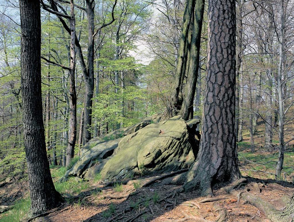 Okres Strakonice rezervace Skoãick Hrad Smí en les ve vrcholové ãásti vrchu Hrad (666,8 m n. m.) 2 km jiïnû od obce Skoãice, 6 km západoseverozápadnû od VodÀan.