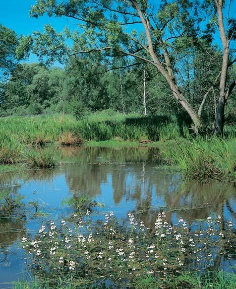âeskobudûjovicko GEOLOGIE Horninové podloïí chránûného území tvofií leukokratní migmatit (moldanubikum), pfiekryt terciérními jílovitopísãit mi uloïeninami (neogén), fluviálními tûrkopísãit mi