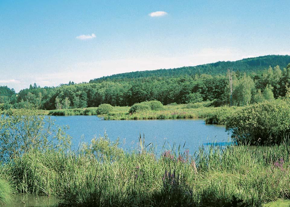 âeskobudûjovicko 2 thusiana), lilek potmûchuè (Solanum dulcamara), blatouch bahenní (Caltha palustris), karbinec evropsk (Lycopus europaeus), vrbina obecná (Lysimachia vulgaris), kyprej obecn