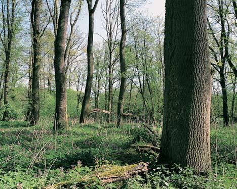 Okres Strakonice západní ãásti území pfiírodní rezervace hnízdí kromû bûïn ch lesních druhû také holub doup- Àák (Columba oenas), strakapoud prostfiední (Dendrocopos medius), Ïluna zelená (Picus