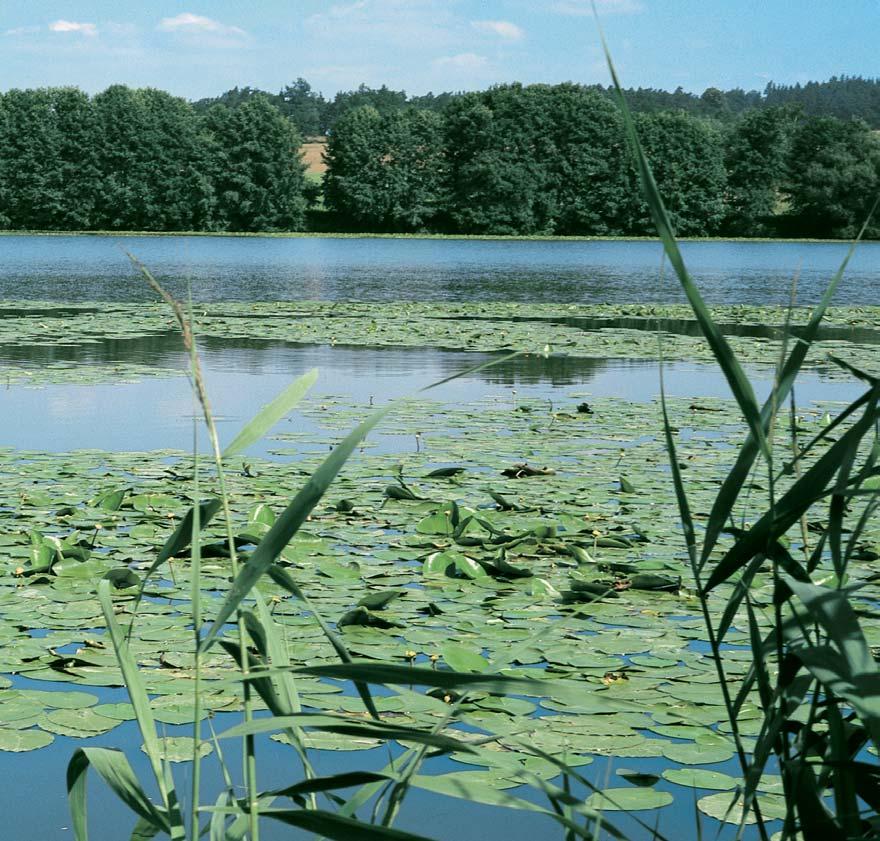 V rezervaci ãasto loví ledàáãek fiíãní (Alcedo atthis), kter hnízdí ve strïen ch bfiezích Smoliveckého potoka, a rybák obecn (Sterna hirundo).