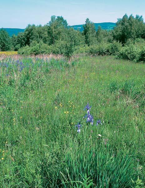 âeskobudûjovicko GEOLOGIE Horninové podloïí, které tvofií biotitická pararula s drobn mi polohami leukokratní Ïilné Ïuly (moldanubikum), je pfiekryto deluviálními a deluviálnû-soliflukãními