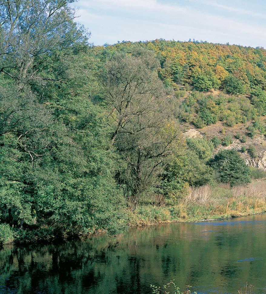 âeskobudûjovicko GEOLOGIE Horninové podloïí tvofií biotitická a sillimanit-biotitická pararula, místy s cordieritem, s polohami migmatitizované pararuly, v jihov chodní ãásti chránûného území se