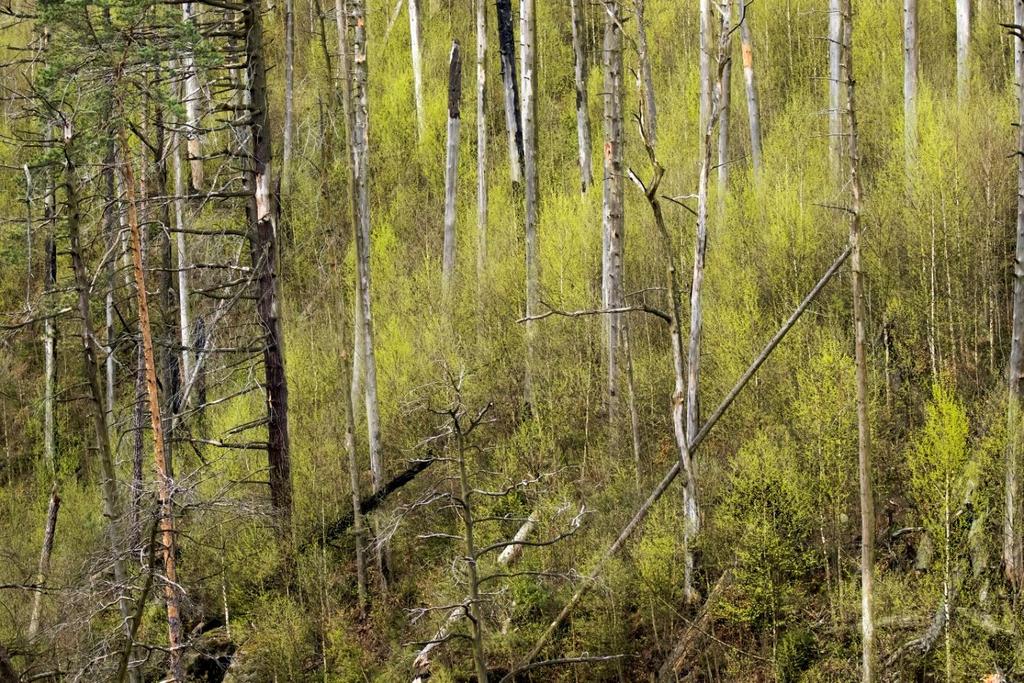 Monitoring pomocí bat-detektorů (detektoring) a odchytu do sítí (netting) byl realizován celkem na 13 lokalitách (Ludvíkovice, Na Bídě, Mezní Louka, pod Stříbrnými stěnami, Dlouhý důl, NPR Kaňon Labe