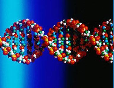 Informaèní entropie DNA 22/23 Za pøedpokladu zcela náhodného uspoøádání párù bází. Na jeden pár bází: k B ln 4, na 1 mol párù bází: R ln 4. Odpovídající Gibbsova energie (pøi 37 C): G = RT ln 4 = 3.