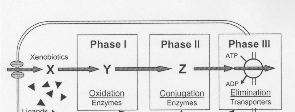 Jaderné receptory