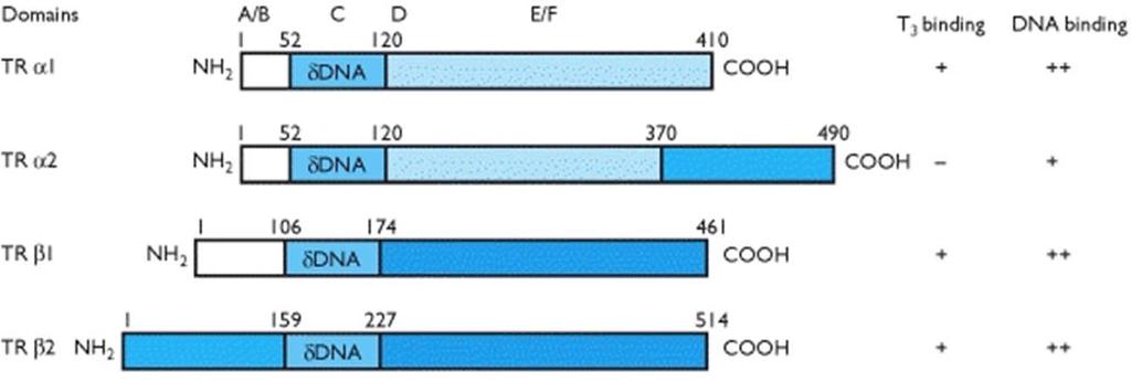 Struktura a aktivace tyroidních receptorů: