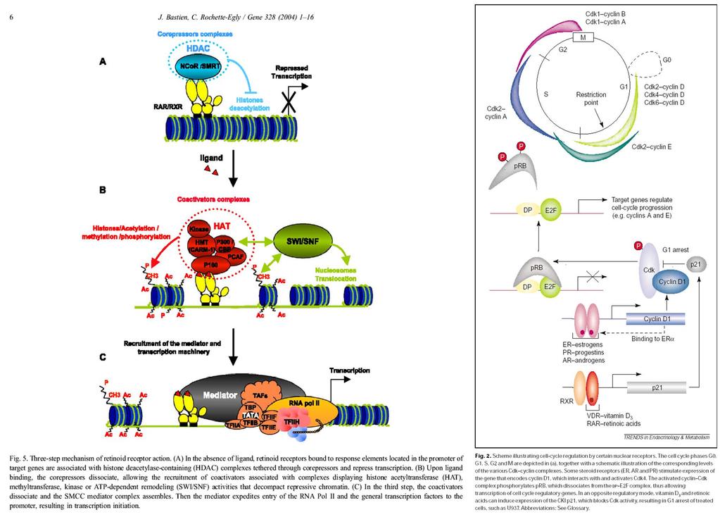 Struktura a aktivace retinoidních receptorů: