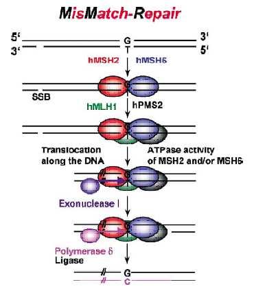 Obrázek 1: Schéma mechanismu MMR reparace. Pomocí MutSα (MSH2-MSH6) je poškození rozpoznáno, následně je navázán MutLα (MLH1-PMS2) a vzniká proteinový komplex.