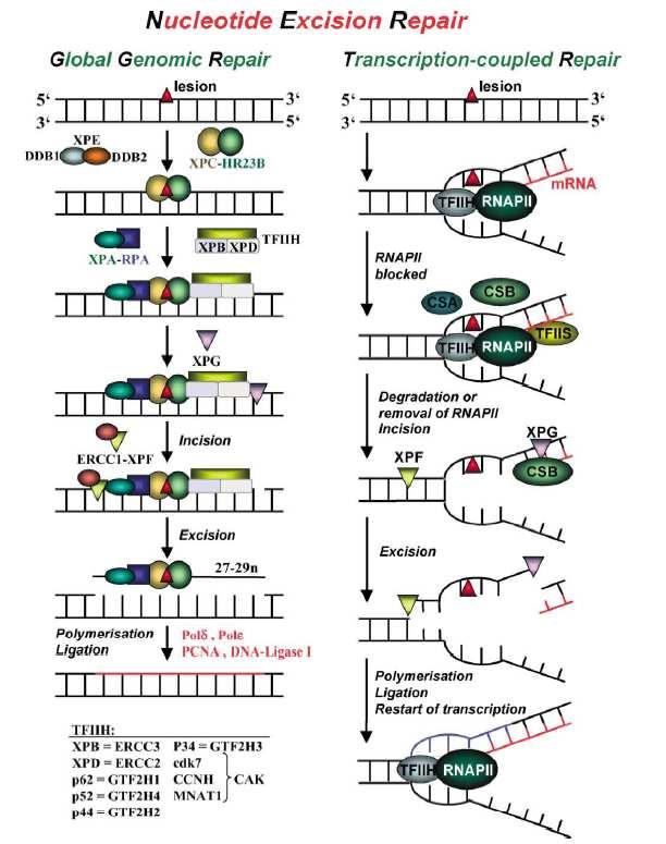 v (Christmann et al., 2003). Na místo vystřižené části DNA jsou vloženy nové nukleotidy podle komplementarity bází. Tuto funkci plní DNA polymerázy Polδ a Polε za účasti PCNA.