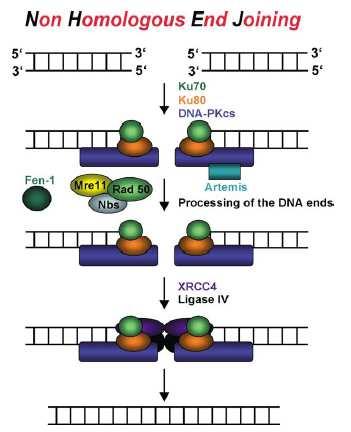 Obrázek 7: Mechanismus NHEJ. Na DSB se naváže Ku komplex a následně DNA-PKcs. Pomocí komplexu MRE11- Rad50-NBS1 jsou konce DSB zpracovány a pomocí komplexu XRCC4-Ligáza IV je zlom zacelen.