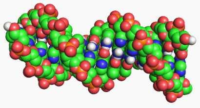 9 2. ZÁKLADY GENOMIKY A PROTEOMIKY 2.1 Molekulární biologie Molekulární biologie je vědní disciplína zabývající se studiem buněčných biologických procesů na jejich molekulární úrovni.