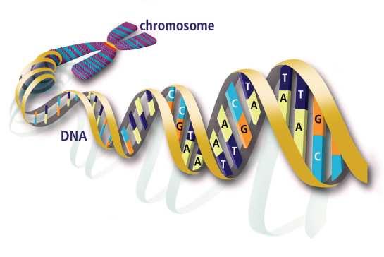 Sestávají se z DNA, RNA, histonů a jejich existence má usnadnit rovnoměrné rozdělení genetické informace do dceřiných buněk.