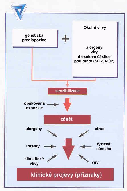 Asthma bronchiale - patogeneze Alergická reakce typ I.