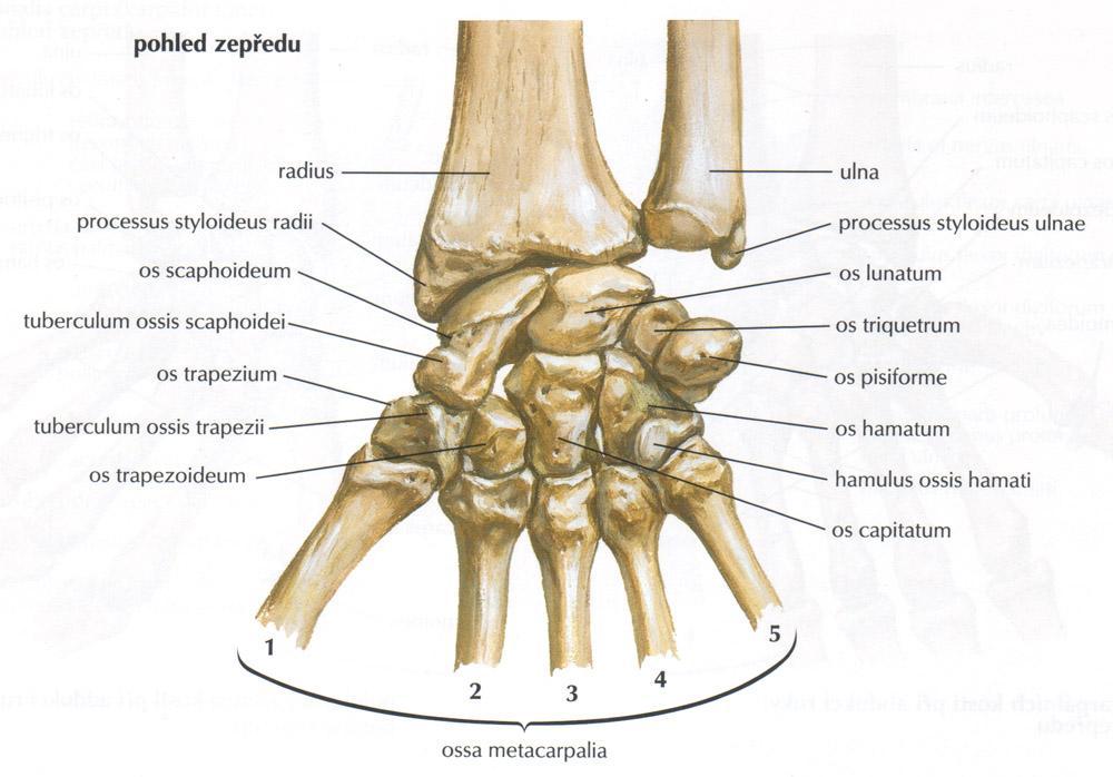 2 Část obecná 2.1 Anatomie zápěstí 2.1.1 Kosti Kosti předloktí jsou dvě dlouhé kosti nazývány radius (na palcové straně) a ulna (na malíkové straně).