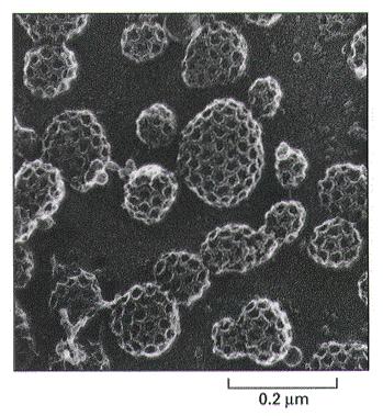 Various receptors and clathrin protein coats recognize vesicle types, and these are delivered (along cytoskeleton pathways?) to appropriate target sites in the cell.