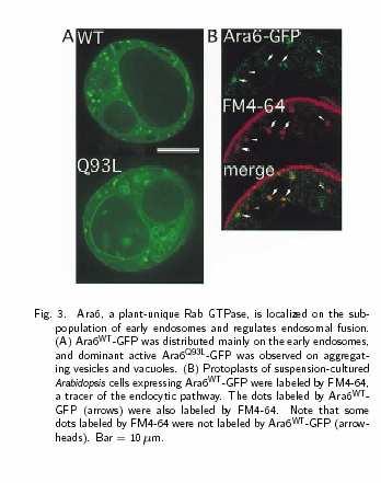 Homolog RabF/Rab5 Ara6 je