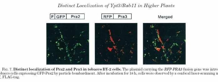Two RabA of pea have different subcellular localization