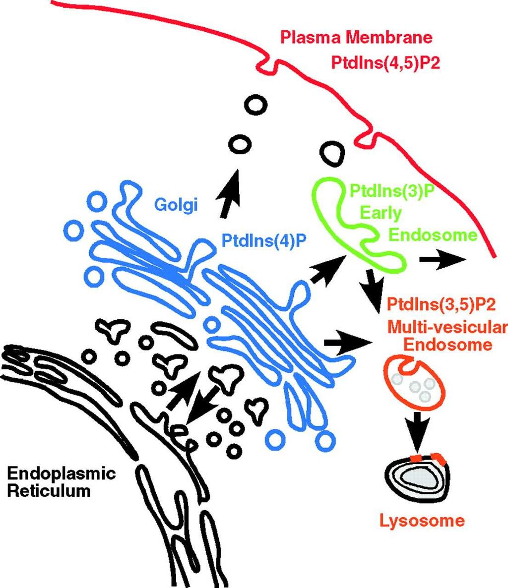 Distribution of phosphatidylinositides in cells: