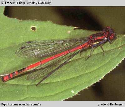 vody, často ve vysokých počtech 15 Coenagrionididae -