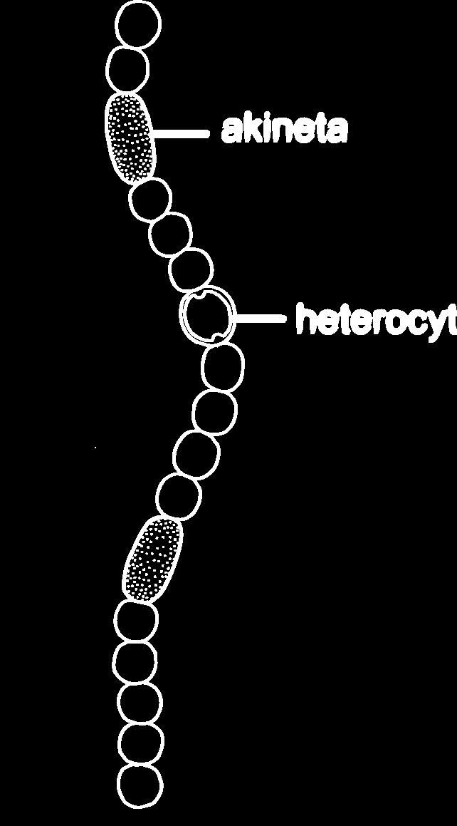 heterocyty = specializované buňky sinic dovolují difuzi N,