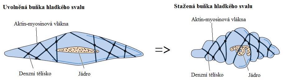 2) Na základě experimentu a funkce měrné energie napjatosti rovnice (2.2) byl naměřen modul pružnosti sítě elastinu E = 523 kpa. [12] Obr. 2.7 Struktura elastinu před a po zatížení.