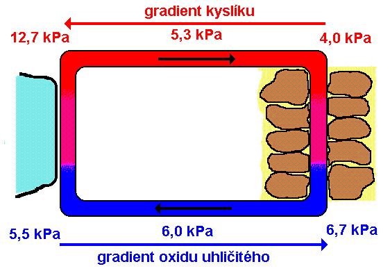 alveolus tkáň