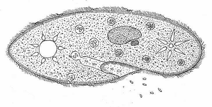 16. Prohlédni si nákres trepky s organelami. a) Označ šipkou organelu, která odstraňuje z buňky přebytečnou vodu a odpadní látky.