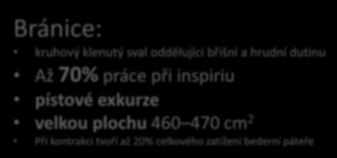 Hlavní Bránice: inspirační svaly: Bránice Až 70% práce při inspiriu Zevní pístové mezižeberní exkurze svaly Kontrakce kruhový klenutý sval