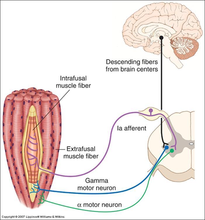 Mícha Velké motoneurony součást motorických jednotek, tvoří systém alfa Inervují extrafuzální vlákna kostrních svalů Malé neurony inervují intrafuzální vlákna svalových vřetének,