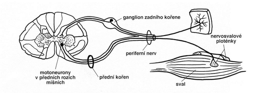 Etáže periferní nervové soustavy Periferní (dolní) motoneuron Kořeny: (zadní kořen, přední kořen,