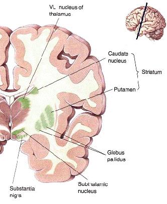 Bazální ganglia (BG) hlavní funkce aktivně propojují korové oblasti s ascendentními i descendentnimi