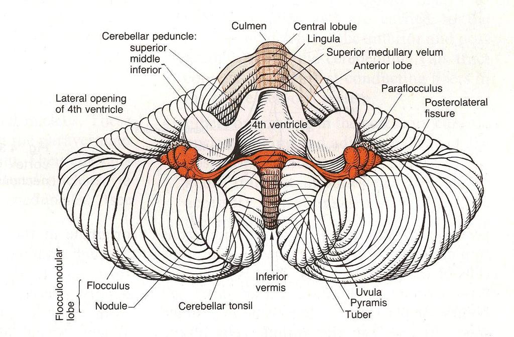 Struktura cerebella