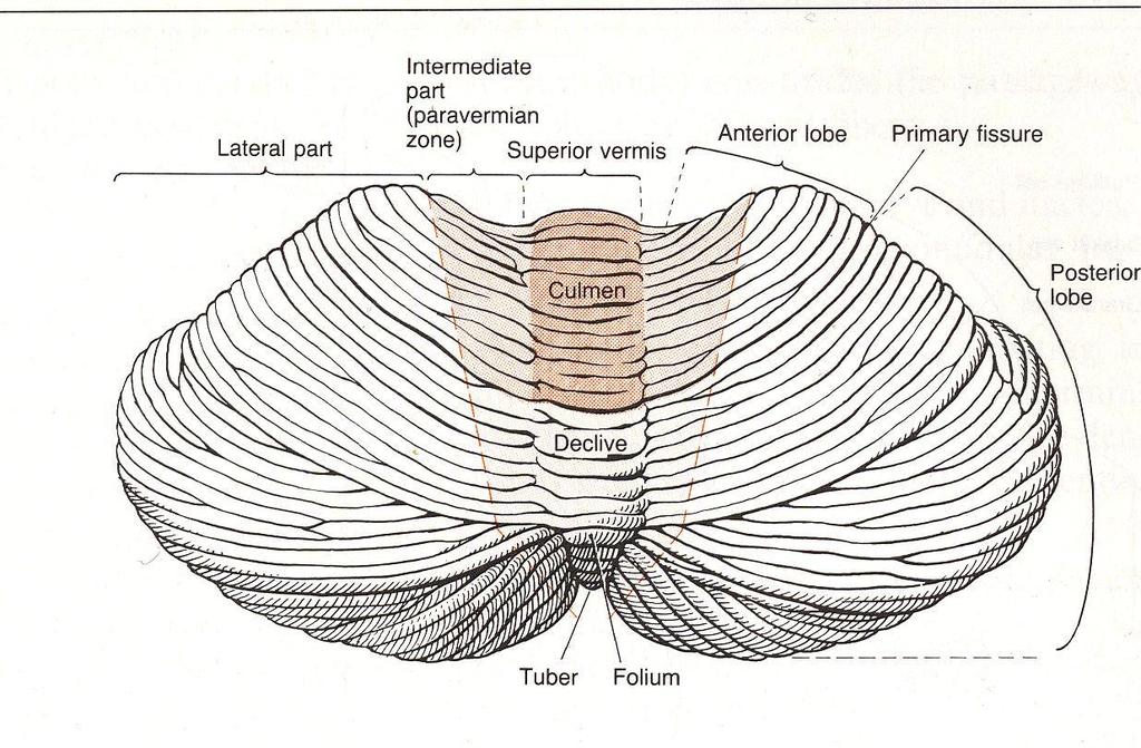 flokulonodularis) Paleocerebellum