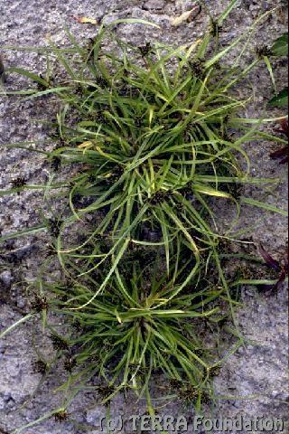 Cyperus fuscus http://www.
