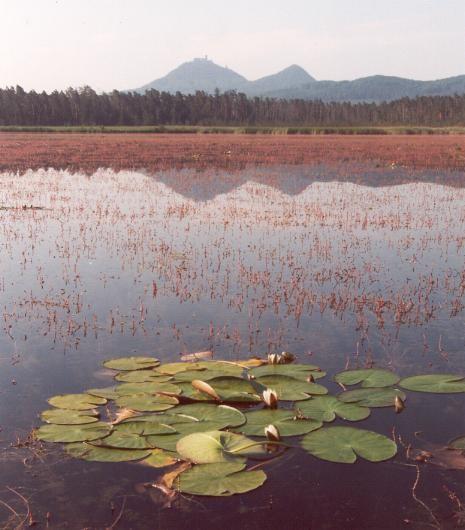 Nymphaea candida na Břehyňském rybníce u Doks