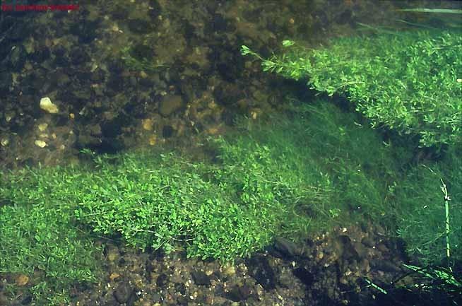 Porost hvězdoše háčkatého Callitriche hamulata v potoce