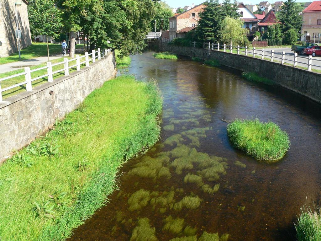 Porost hvězdoše háčkatého