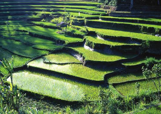 Samotný rod rýže (Oryza) zahrnuje 26 druhů, z toho 24 planě rostoucích a dva kulturní.