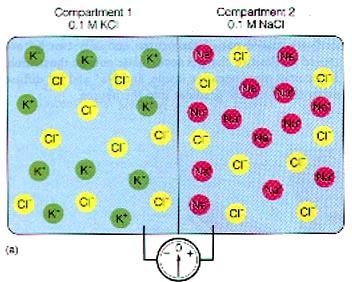 Difuzní napětí (2) Difuzní napětí v živých systémech - roztoky oddělené membránou selektivně