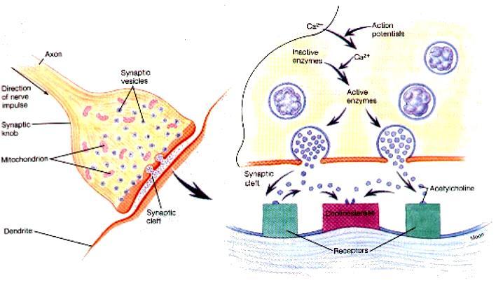 axon vezikuly Ca 2 neaktivní enzymy Ca 2 akční potenciály aktivní enzymy synaptický uzlík