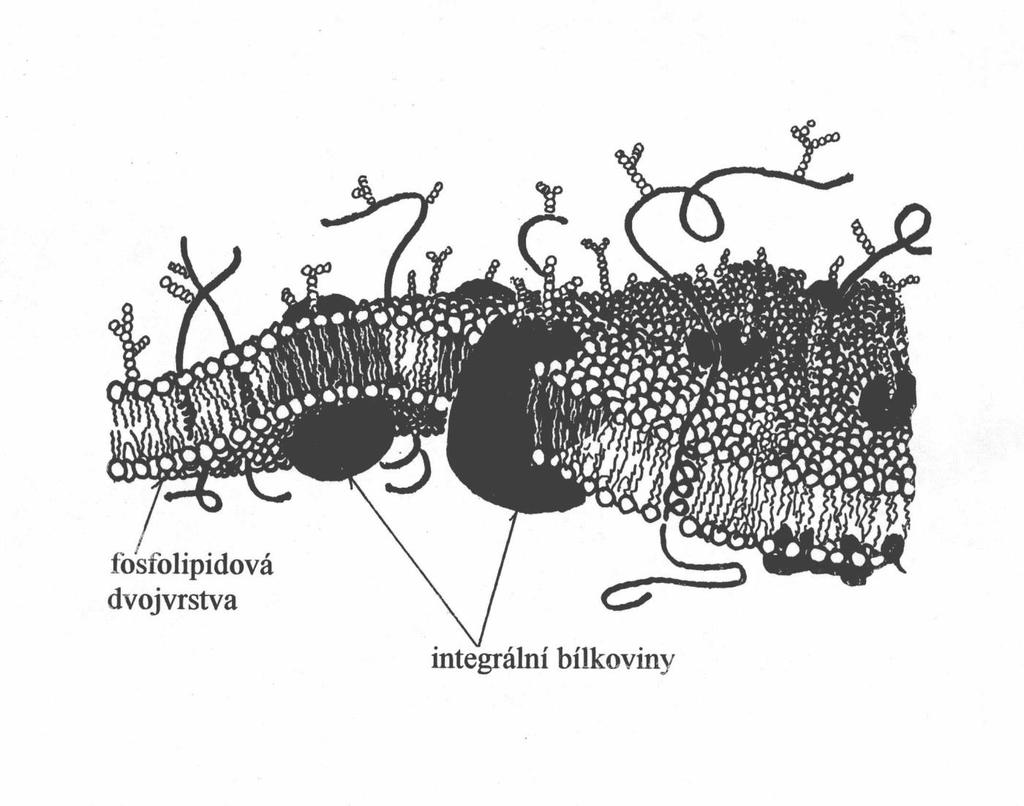 Struktura