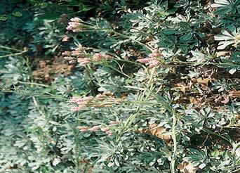 5 Plo tiãník evropsk (Cimicifuga europaea). 3 4 5 níky terãovkou Parmelia submontana na klenech a nepfiíli vzácnû s terãovkou Flavoparmelia caperata, rostoucí na jasanech.