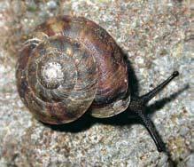 plï zemoun skalní (Aegopis verticillus), pûvodem karpatské druhy srstnatka karpatská (Trichia lubomirskii), skalnice lepá (Helicigona faustina) a vlahovka karpatská (Monachoides vicina), vidliãnatka