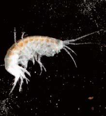 rudoskvrnná (Apamea rubrirena), mûra horská (Lasionycta proxima), osenice velká (Eurois occulta) ao. ptaãí (Graphiphora augur).