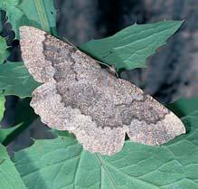 Hnûdásek osikov (Euphydryas maturna) odtud vymizel jiï poãátkem 0. století a okáã skalní (Chazara briseis) na zaãátku 80. let.