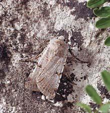 Na bezles ch stanovi tích témûfi v celém území není vzácn krajník jamkovan (Calosoma auropunctatum).